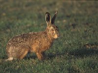 Lepus europaeus 30, Haas, Saxifraga-Piet Munsterman