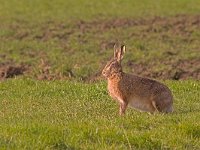 Lepus europaeus  Haas in de Putterpolder : Lepus europaeus