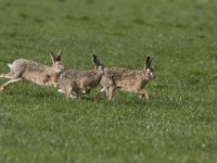 Lepus europaeus 46, Haas, Saxifraga-Mark Zekhuis