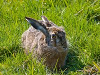 haas  haas in de Putterpolder : Lepus europaeus