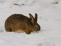 haas  haas in de Putterpolder : Lepus europaeus