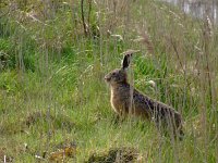 Lepus europaeus 66, Haas, Saxifraga-Rudmer Zwerver