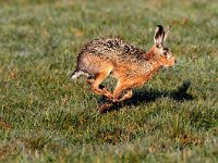 Lepus europaeus 80, Haas, Saxifraga-Piet Munsterman