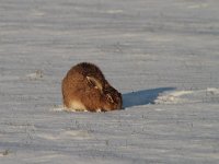 Lepus europaeus 86, Haas, Saxifraga-Jan Nijendijk