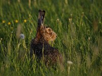 Lepus europaeus 93, Haas, Saxifraga-Luuk Vermeer