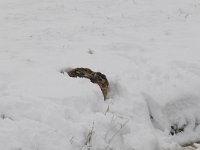 Lepus europaeus 94, Haas, Saxifraga-Luuk Vermeer