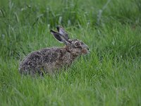 Lepus europaeus 96, Haas, Saxifraga-Luuk Vermeer