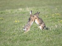 Lepus europaeus 99, Haas, Saxifraga-Luuk Vermeer