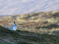 Lepus timidus 8, Sneeuwhaas, Saxifraga-Mark Zekhuis