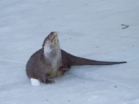 Lutra lutra 14, Otter, Saxifraga-Jan Nijendijk