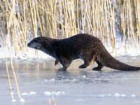 Lutra lutra 32, Otter, Saxifraga-Mark Zekhuis