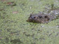 Lutra lutra 47, Otter, Saxifraga-Mark Zekhuis