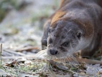 Lutra lutra 52, Otter, Saxifraga-Mark Zekhuis