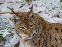 Lynx lynx 29, Lynx, Saxifraga-Jan Nijendijk