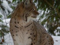 Lynx lynx 34, Lynx, Saxifraga- an Nijendijk