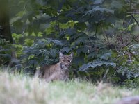 Lynx lynx 49, Lynx, Saxifraga-Mark Zekhuis