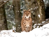 Lynx lynx 52, Lynx, Saxifraga-Bart Vastenhouw