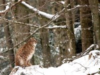 Lynx lynx 56, Lynx, Saxifraga-Bart Vastenhouw