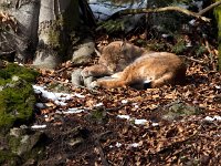 Lynx lynx 65, Lynx, Saxifraga-Bart Vastenhouw