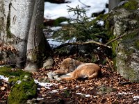 Lynx lynx 70, Lynx, Saxifraga-Bart Vastenhouw