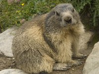 Marmota marmota 76, Saxifraga-Willem van Kruijsbergen