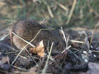 Microtus oeconomus 1, Noordse woelmuis, Saxifraga-Janus Verkerk