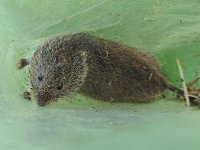 Microtus oeconomus arenicola 2, Noordse woelmuis, Saxifraga-Bart Vastenhouw