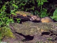 Mustela putorius 22, Bunzing, adult, Vledder, Saxifraga-Theo Verstrael