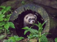 Mustela putorius 27, Bunzing, adult, Vledder, Saxifraga-Theo Verstrael