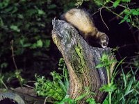 Mustela putorius 28, Bunzing, adult, Vledder, Saxifraga-Theo Verstrael