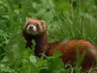 Mustela putorius 29, Bunzing, Saxifraga-Mark Zekhuis