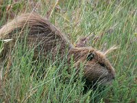 Myocastor coypus 17, Beverrat, Saxifraga-Tom Heijnen