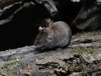 Myodes glareolus 14, Rosse woelmuis, Saxifraga-Luuk Vermeer