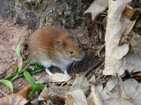 Myodes glareolus 21, Rosse woelmuis, Saxifraga-Rutger Barendse