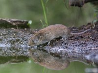 Myodes glareolus 5, Rosse woelmuis, Saxifraga-Mark Zekhuis