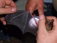 Myotis myotis 2, Vale vleermuis, Saxifraga-Rudmer Zwerver