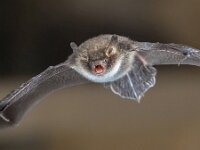 Natterers bat in flight  Rare Natterer's bat (Myotis nattereri) in flight on church attic with distinctive white belly : Claws, Myotis, Netherlands, animal, background, bat, black, blood, brown, carnivore, chiroptera, closeup, creature, cry, dark, darkness, ear, echolocation, europe, european, evil, face, fauna, flight, fly, flying, fox, gothic, halloween, head, horror, insectivore, isolated, mammal, nattereri, nature, night, nighttime, nocturnal, scary, sky, snout, spooky, vampire, white, wild, wildlife, wing, winged, wings