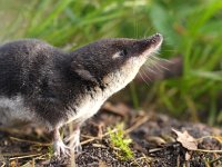 Neomys fodiens 12, Waterspitsmuis, Saxifraga-Rudmer Zwerver