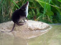 Neomys fodiens 2, Waterspitsmuis, Saxifraga-Rudmer Zwerver