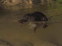 Neomys fodiens 4, Waterspitsmuis, Saxifraga-Rudmer Zwerver