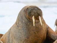 Odobenus rosmarus 2, Walrus, Saxifraga-Bart Vastenhouw