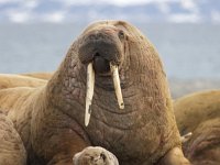 Odobenus rosmarus 20, Walrus, Saxifraga-Bart Vastenhouw