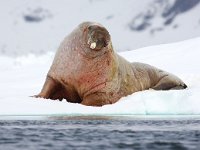 Odobenus rosmarus 21, Walrus, Saxifraga-Bart Vastenhouw