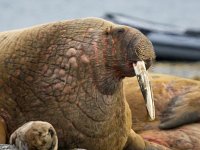 Odobenus rosmarus 30, Walrus, Saxifraga-Bart Vastenhouw