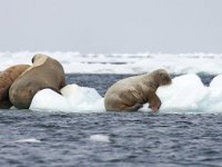 Odobenus rosmarus 31, Walrus, Saxifraga-Bart Vastenhouw