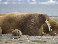 Odobenus rosmarus 32, Walrus, Saxifraga-Bart Vastenhouw