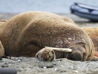 Odobenus rosmarus 35, Walrus, Saxifraga-Bart Vastenhouw