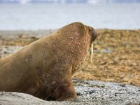 Odobenus rosmarus 37, Walrus, Saxifraga-Bart Vastenhouw