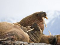 Odobenus rosmarus 38, Walrus, Saxifraga-Bart Vastenhouw