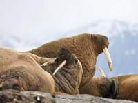 Odobenus rosmarus 39, Walrus, Saxifraga-Bart Vastenhouw